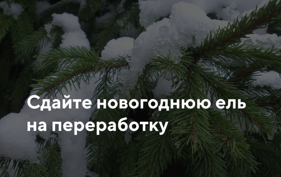 Вы можете сдать ель на переработку